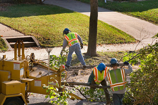 Dead Tree Removal in Cutlerville, MI